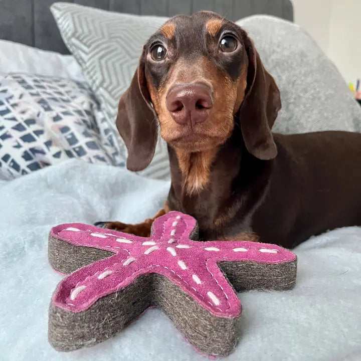 Stanley the Starfish. ECO Toy