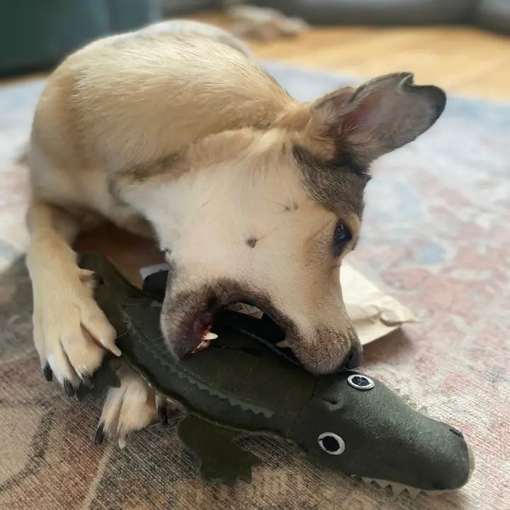 Colin The Crocodile. ECO Toy