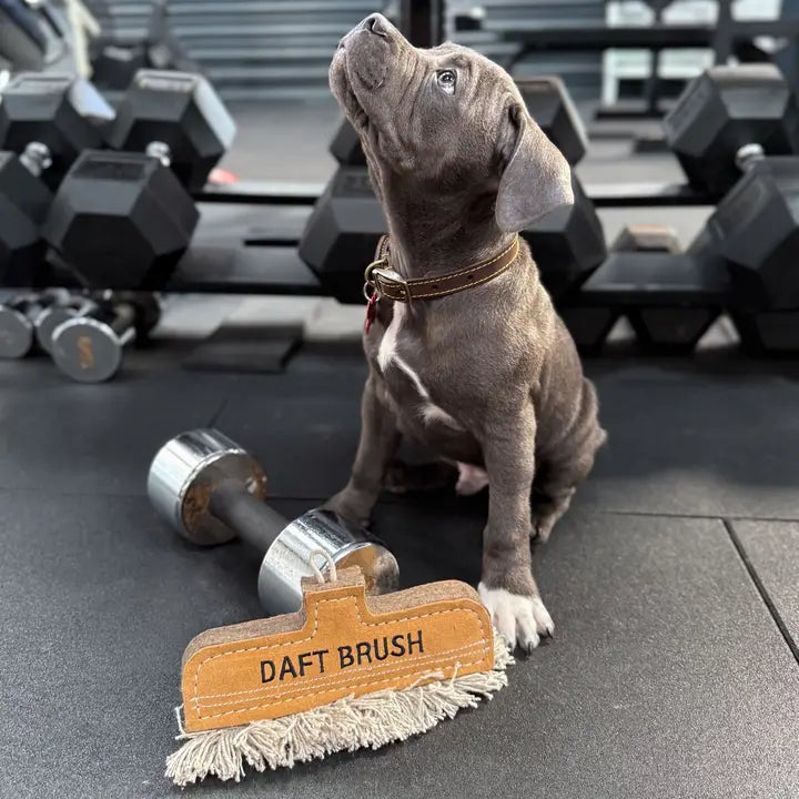 Daft Brush, Eco Dog Toy