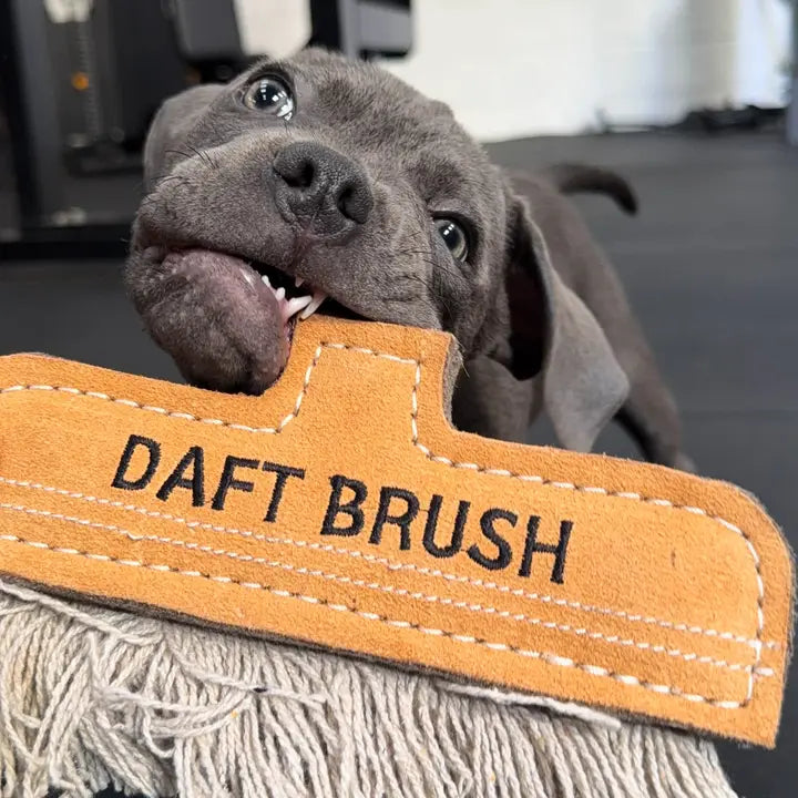 Daft Brush, Eco Dog Toy