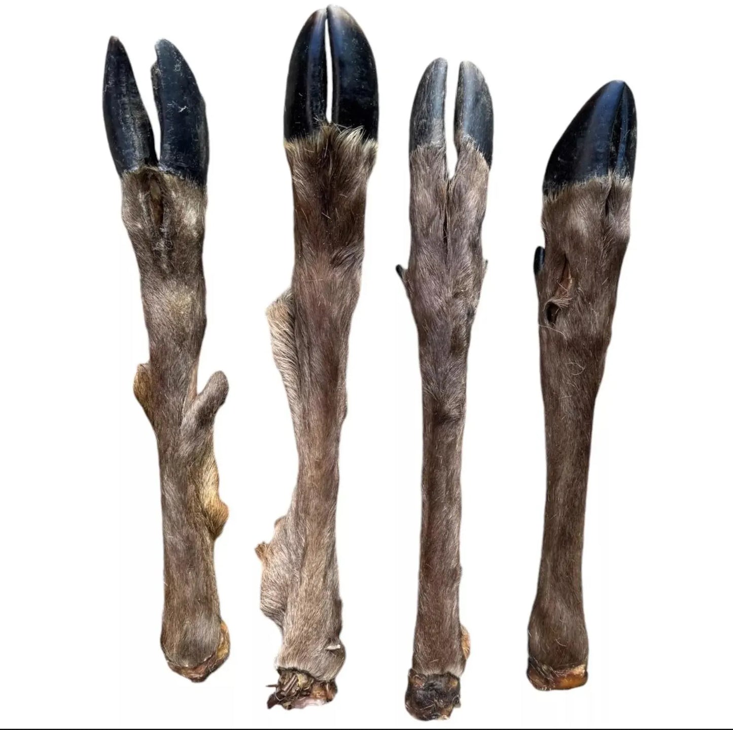 18" Long Deer Leg