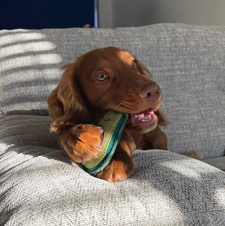 Audrey the Avocado Eco Toy