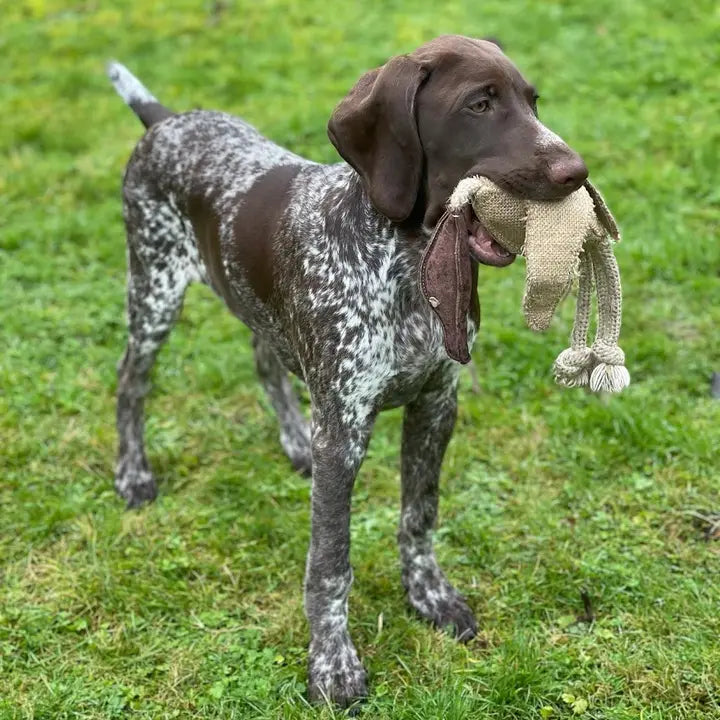 Desmond The Duck, Eco Toy